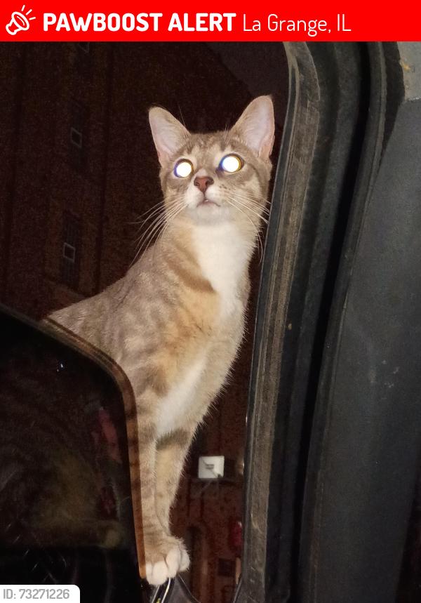 Lost Female Cat last seen Washington & E Cossitt Ave Lagrange Illinois, La Grange, IL 60525