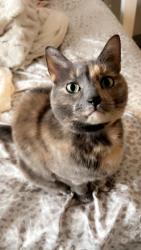 Reunited Female Cat last seen Fern Hill Park, Olyphant, PA 18447