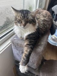 Lost Male Cat last seen 18th street, Springfield, OR 97477
