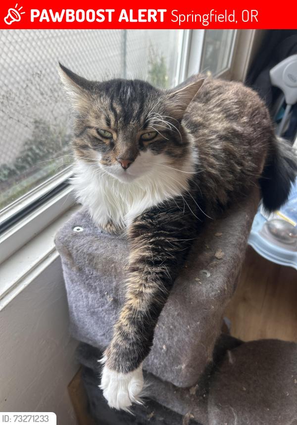 Lost Male Cat last seen 18th street, Springfield, OR 97477