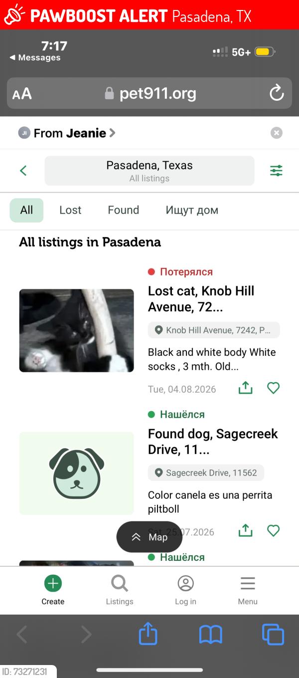 Lost Male Cat last seen Red Bluff @ 7214 Knob Hill Pasadena ,Texas, Pasadena, TX 77505