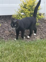 Found/Stray Unknown Cat last seen Mosaic landing, Goochland County, VA 23238