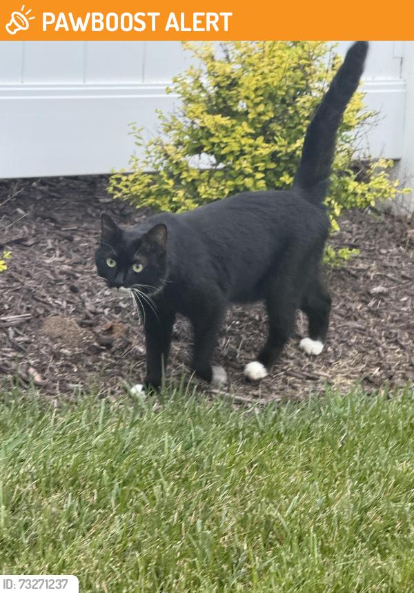 Found/Stray Unknown Cat last seen Mosaic landing, Goochland County, VA 23238