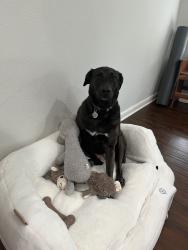 Reunited Female Dog last seen Near Pinewood Dr, Porter, TX 77365, USA, Porter Heights, TX 77365