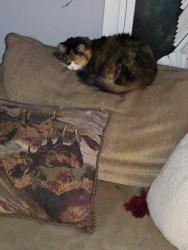 Reunited Female Cat last seen Elmwood and Forest., Ingleside, IL 60041