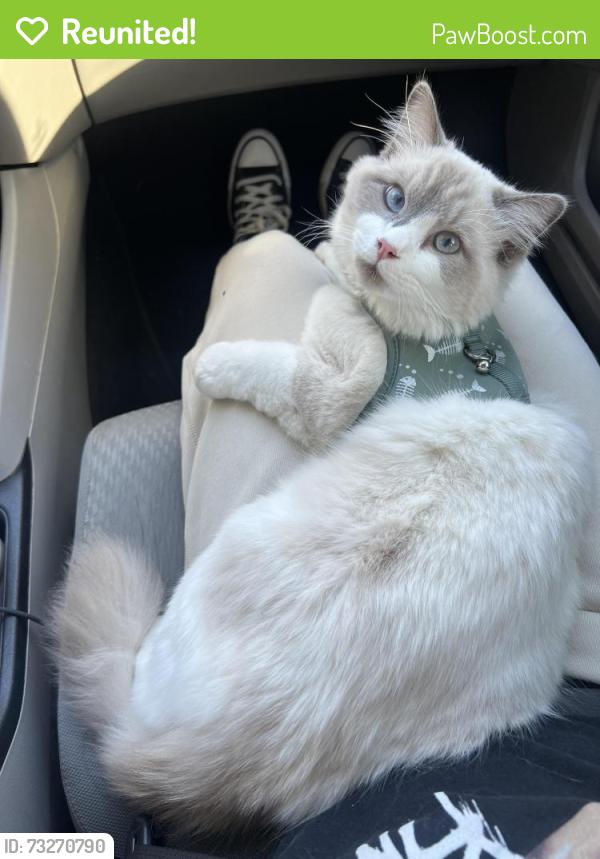 Reunited Male Cat last seen Alondra 160th st, Norwalk, CA 90650
