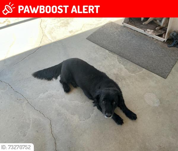Lost Male Dog last seen Hwy 18 and milpas dr, San Bernardino County, CA 92308