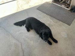 Lost Male Dog last seen Hwy 18 and milpas dr, San Bernardino County, CA 92308