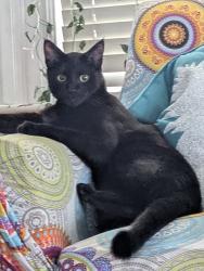 Reunited Male Cat last seen Near Dartmouth St, Everett, MA 02149, USA, Everett, MA 02149