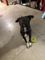 Found/Stray Male Dog last seen South 2nd street and kidder st, Wilmington, NC 28401