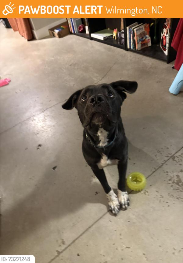 Found/Stray Male Dog last seen South 2nd street and kidder st, Wilmington, NC 28401