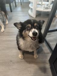 Reunited Male Dog last seen Oakton Truist Bank; Oakton shopping center, Oakton, VA 22124