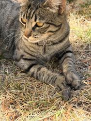 Lost Female Cat last seen Mountain glen dr/merced, Menifee, CA 92584