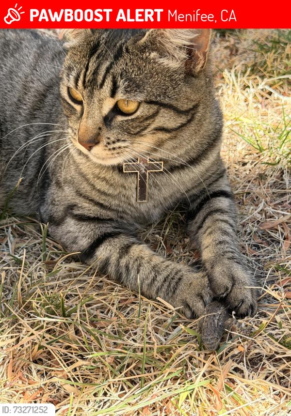 Lost Female Cat last seen Mountain glen dr/merced, Menifee, CA 92584