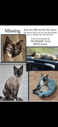 Lost Female Cat last seen Ave 300 and Road 196 Exeter, Exeter, CA 93223