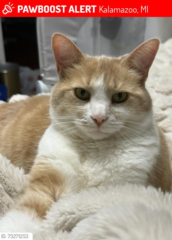 Lost Female Cat last seen 2nd and Almena, Kalamazoo, MI 49009