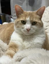 Lost Female Cat last seen 2nd and Almena, Kalamazoo, MI 49009