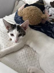 Lost Female Cat last seen Augusta Drive & Tom O Shanter Dr, San Marcos, CA 92069
