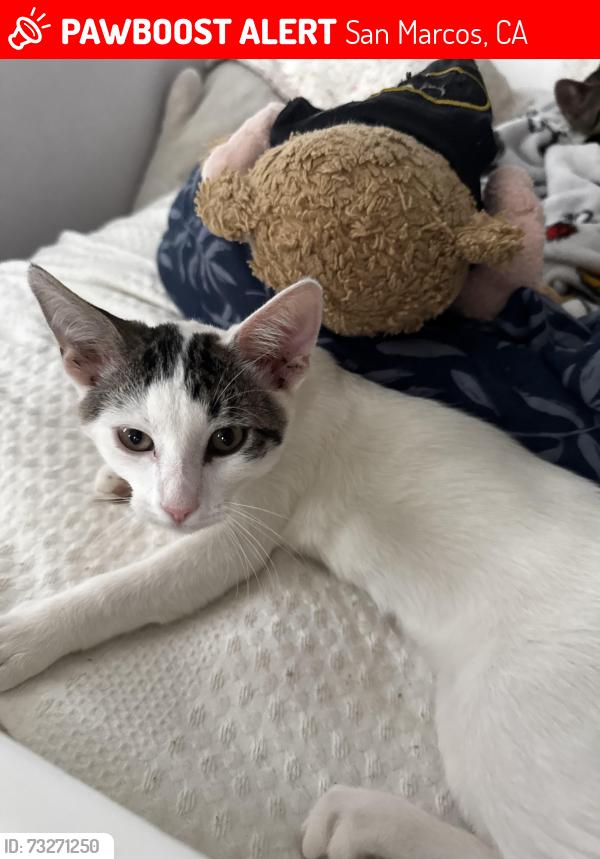 Lost Female Cat last seen Augusta Drive & Tom O Shanter Dr, San Marcos, CA 92069