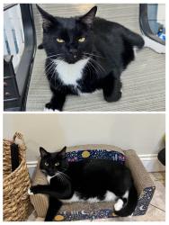 Reunited Male Cat last seen Locke Road, Medford, MA 02155