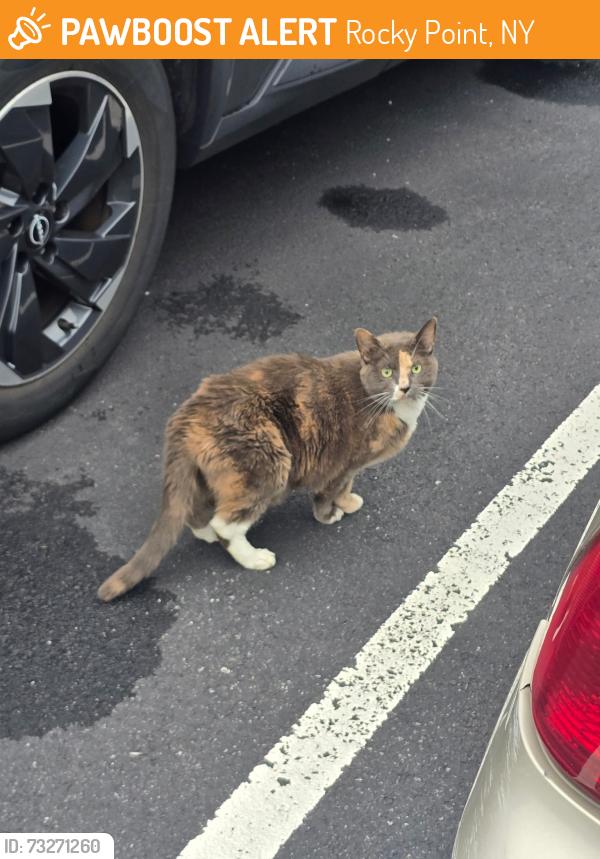 Found/Stray Unknown Cat last seen Near Sylvan Ave apmts, Miller Place, NY 11764