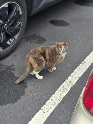 Found/Stray Unknown Cat last seen Near Sylvan Ave apmts, Miller Place, NY 11764