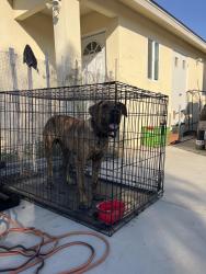 Found/Stray Male Dog last seen jamacha & meadowbrook, San Diego, CA 92114