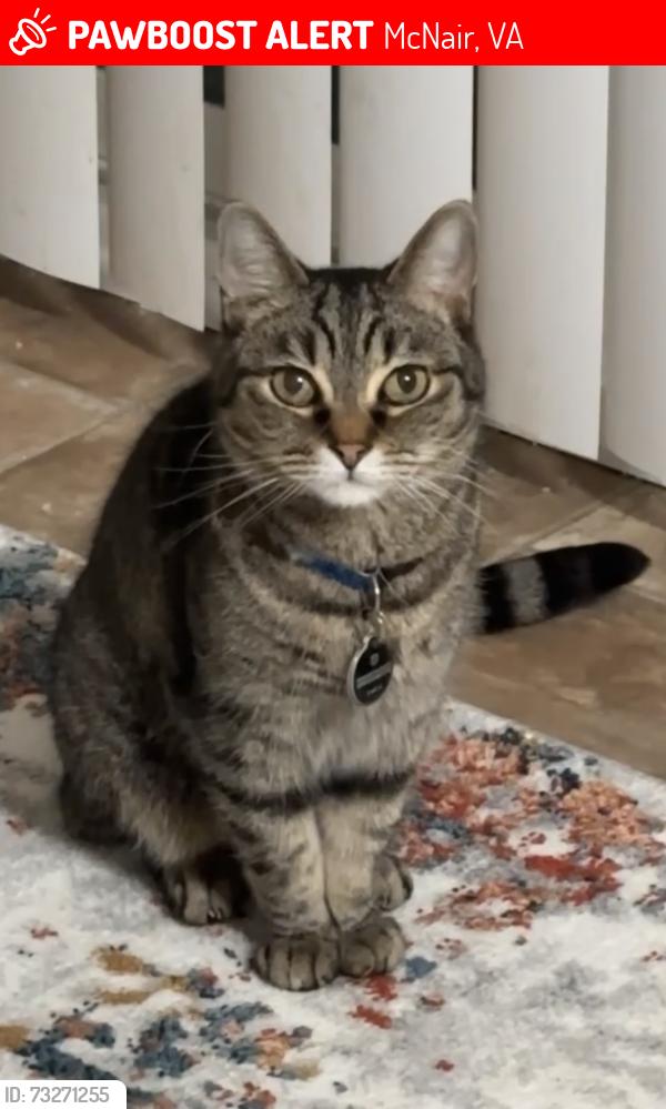 Lost Male Cat last seen John Eppes rd Herndon va, McNair, VA 20171