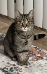 Lost Male Cat last seen John Eppes rd Herndon va, McNair, VA 20171