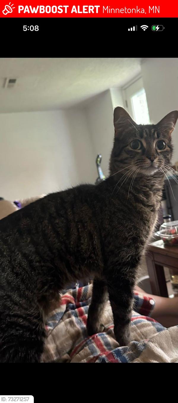 Lost Female Cat last seen Baker Rd Excelsior and hwy 62, Minnetonka, MN 55345