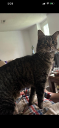 Lost Female Cat last seen Baker Rd Excelsior and hwy 62, Minnetonka, MN 55345