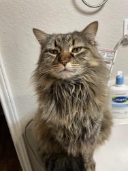 Lost Female Cat last seen Near Cowan Elementary, Austin, TX 78748
