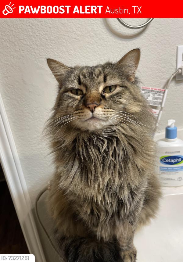 Lost Female Cat last seen Near Cowan Elementary, Austin, TX 78748