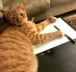 Lost Male Cat last seen Waters Road, Alpharetta, GA 30022