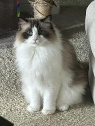 Reunited Female Cat last seen E Grand Reserve Circle apmt complex. Clearwater, Clearwater, FL 33759