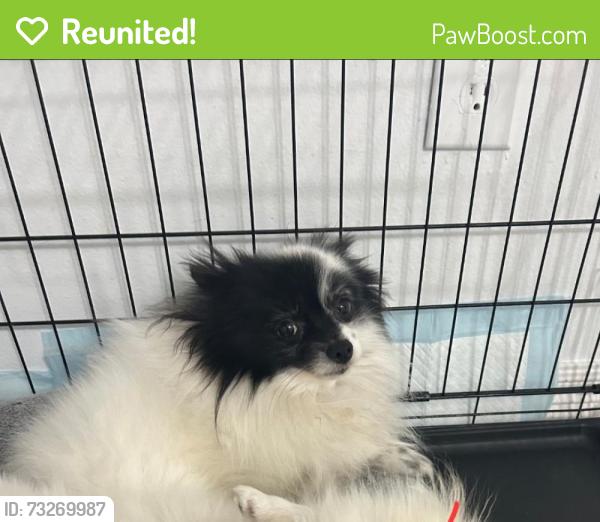 Reunited Male Dog last seen Pine Bush Dr, Houston, TX 77070