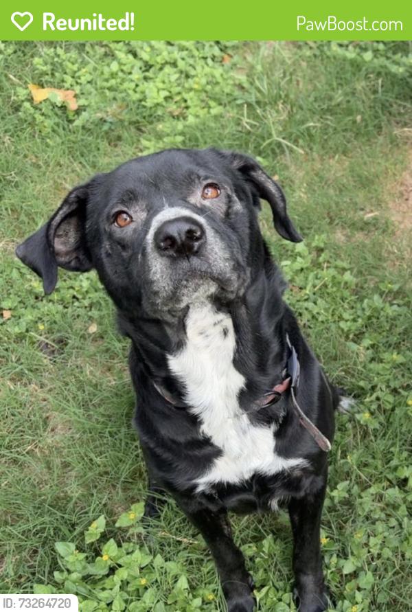 Reunited Male Dog last seen Near Cairntosh St, Houston, TX 77084, USA, Houston, TX 77084