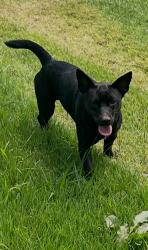 Found/Stray Male Dog last seen Larkspur drive, Kingsport, TN 37660