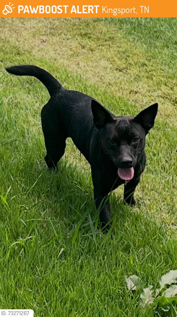 Found/Stray Male Dog last seen Larkspur drive, Kingsport, TN 37660