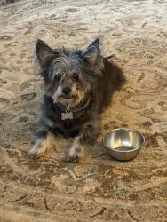 Lost Male Dog last seen Semmelrock Dr, Remington Subdivision in Simpsonville SC, Simpsonville, SC 29680