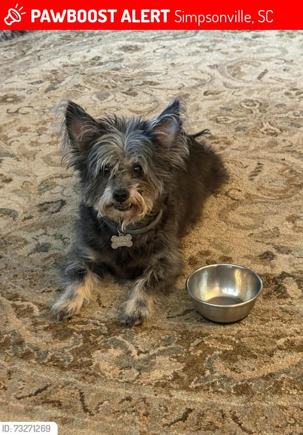 Lost Male Dog last seen Semmelrock Dr, Remington Subdivision in Simpsonville SC, Simpsonville, SC 29680