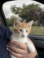 Lost Male Cat last seen 205th and railroad highway, Pottawattamie County, IA 51503