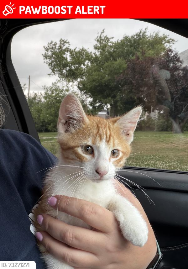 Lost Male Cat last seen 205th and railroad highway, Pottawattamie County, IA 51503