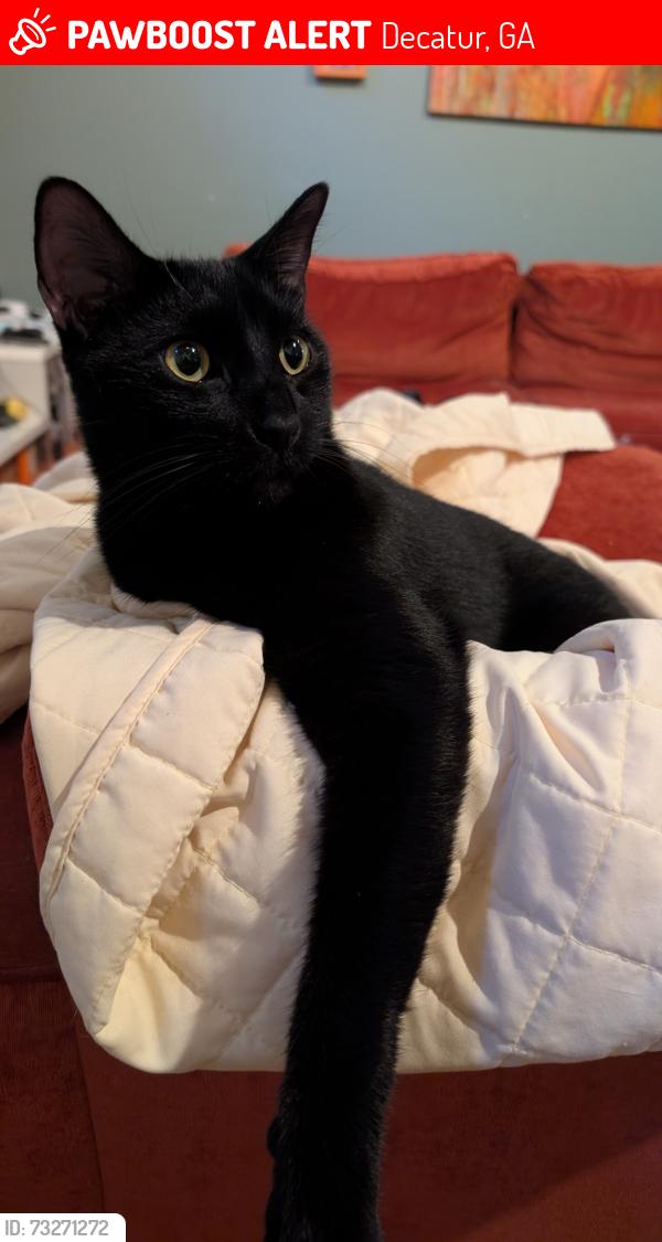 Lost Male Cat last seen N. Druid Hills road and spring Creek, Decatur, GA 30033