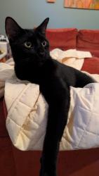 Lost Male Cat last seen N. Druid Hills road and spring Creek, Decatur, GA 30033