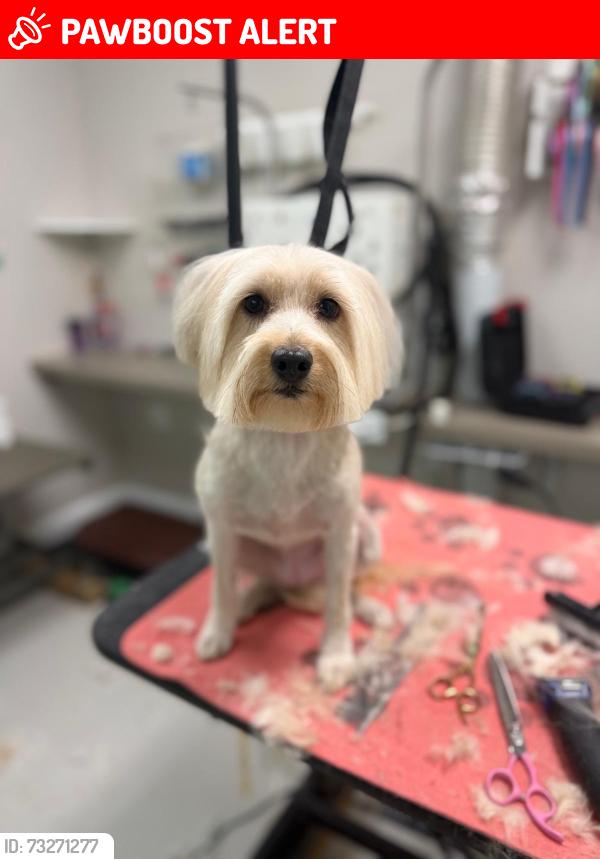 Lost Female Dog last seen Willow road, West Bloomfield Township, MI 48324