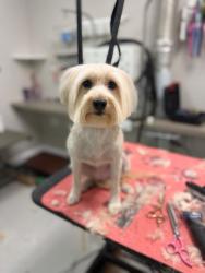 Lost Female Dog last seen Willow road, West Bloomfield Township, MI 48324