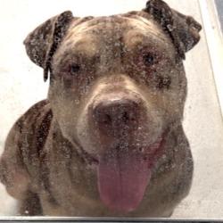 Found/Stray Male Dog last seen remnerrenner and George Bush, Richardson, TX 75080