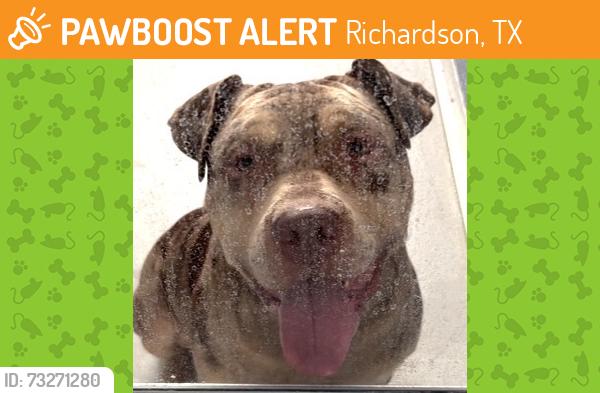 Found/Stray Male Dog last seen remnerrenner and George Bush, Richardson, TX 75080