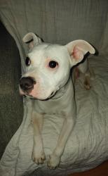 Found/Stray Female Dog last seen Monette, Monette, AR 72447
